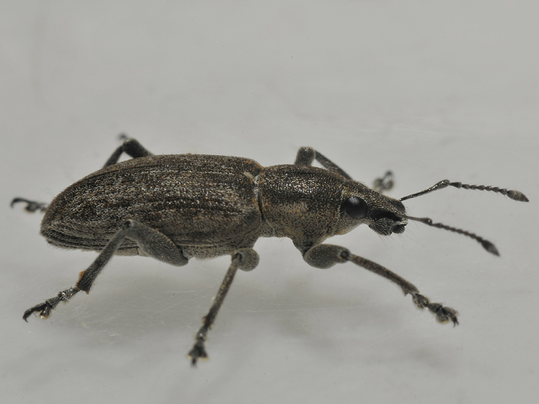 Tanymecus palliatus?